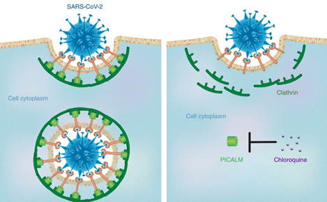 Therapeutic mechanism of Chloroquine against COVID-19 